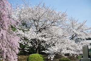 境内を彩る桜